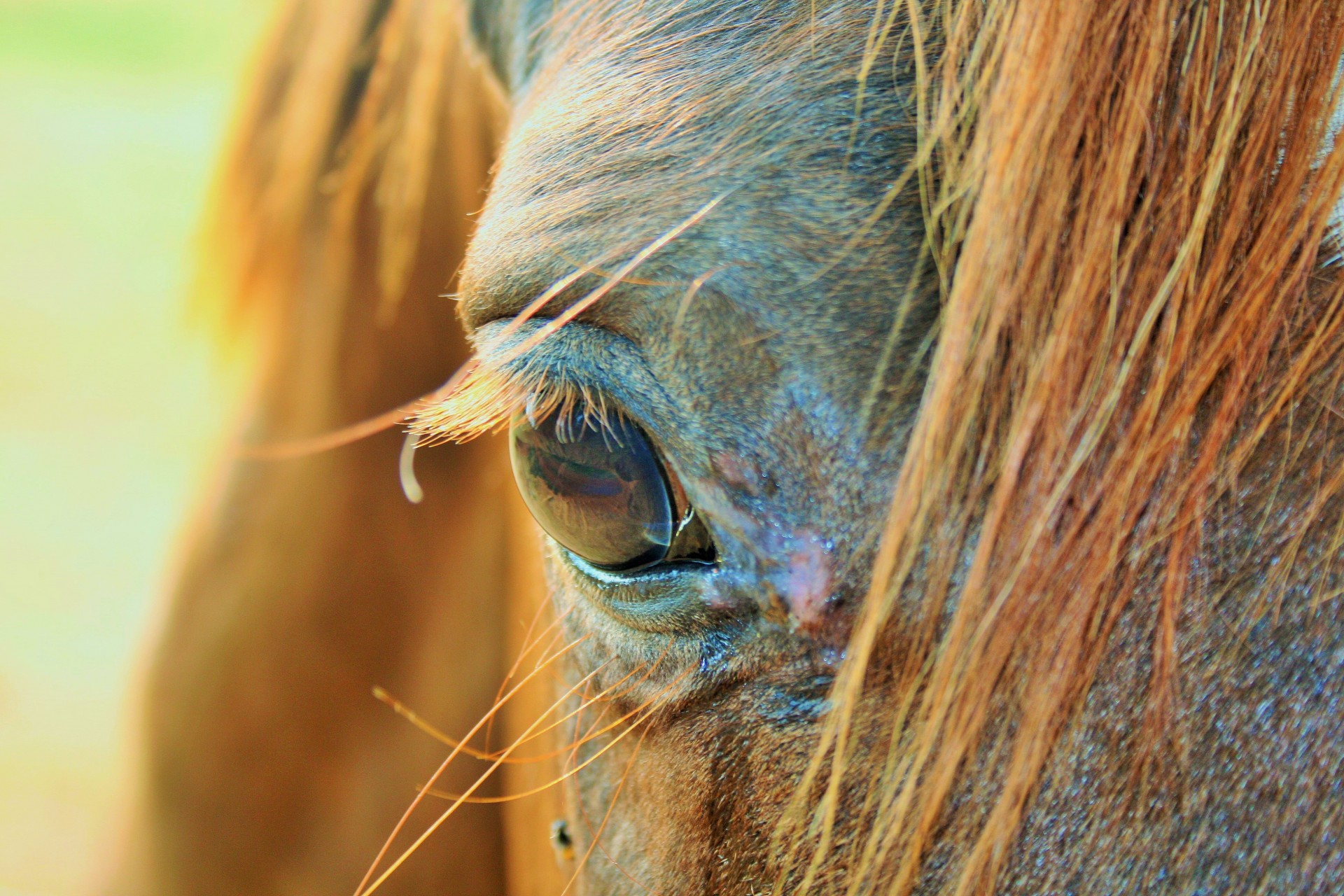 close-up-of-horse-head